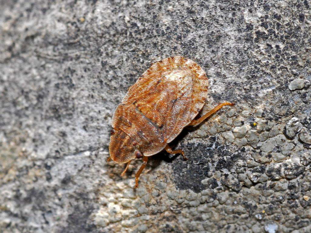 Un piccolo emittero su una roccia